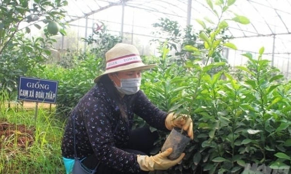 Restoring the Cao Phong orange barn: Disease-free varieties pave the way for replanting